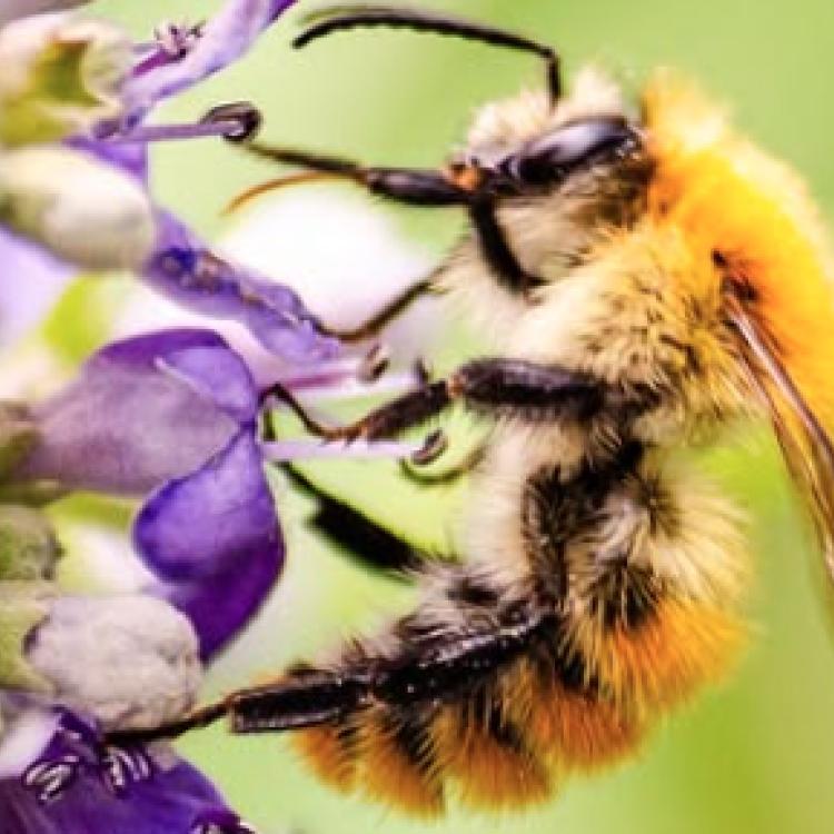 Exposition photos "Les Insectes comme vous ne les avez jamais vus" d’Éric Pellot